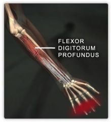 Action: Flexion (fingers), Flexion (wrist)
Origin: Postero-medial surface of ulna & interosseous membrane
Insertion: Bases of distal phalanges of digits 2-5