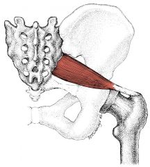 Action: Lateral Rotation (hip), Abduction (hip)
Origin: Anterolateral surface of the sacrum
Insertion: Great Trochanter
