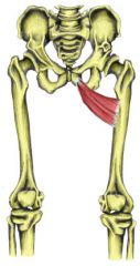 Action: Adduciton (hip), Flexion (hip)
Origin: Inferior ramus of pubis
Insertion: Linea aspera of femur