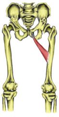 Action: Adduction (hip), Flexion (hip)
Origin: Inferior ramus of pubis
Insertion: Linea aspera of femur