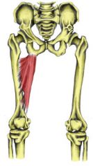 Action: Adduction (hip)
Origin: Inferior ramus of pubis
Insertion: Linea aspera of femur