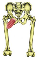 Action: Adduction (hip), Flexion (hip), Internal Rotation (femur)
Origin: Superior ramus of pubis
Insertion: Pectineal line