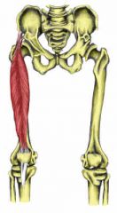 Action: Flexion (hip), Extension (knee)
Origin: Anterior inferior iliac spine
Insertion: Tibial tuberosity