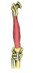 Action: Extension (knee)
Origin: Anterolateral surface of femur & distal half linea aspera
Insertion: Tibial tuberosity