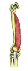 Action: Extension (knee)
Origin: Linea aspera
Insertion: Tibial tuberosity