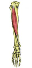 Action: Dorsiflexion, Inversion
Origin: Lateral epicondyle of tibia
Insertion: Base of 1st metatarsal and middle cuneiform