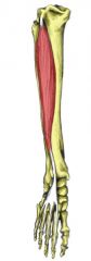 Action: Extension (toe), Dorsiflexion, Eversion
Origin: Lateral epicondyle of tibia & anterior surface of fibula
Insertion: Dorsal surfaces of phalanges 2-5