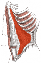 Action: Forces expiration
Origin: Inner rim of the iliac crest, & inner surface of the costal cartilages of the lower 6 ribs
Insertion: Crest of pubis, & linea alba