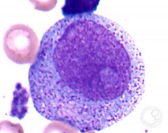 the cell is in the myelogenous line. what is the cells maturation name?