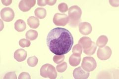 this is in a myelogenous cell line. what is this cell according to maturation?