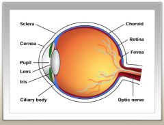 Cornea
Anterior Cavity
Pupil
Iris
Lens (connected to ciliary muscle)
Retina (rods and cones)