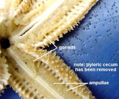 are bulb-shaped structures located above the tube feet of starfish and other echinoderms. are an important part of the water vascular system of starfish, which is the responsible for the animal's locomotion. The only function of the is to store the water 
