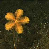 They live both in shallow water and in depths as great as 6,000 metersSea lilies refer to the crinoids which, in their adult form, are attached to the sea bottom by a stalk Feather stars ared referred to the unstalked forms.
 
Crinoids are characterized