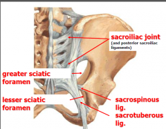 Sacroiliac joint (b/w ilium and sacrum) Sacrospinous ligament
Sacrotuberous ligament
Greater sciatic Foramen- formed b/w ligaments
Lesser sciatic Foramen- below. Formed b/w sacrospinous lig and sacrotuberous lig