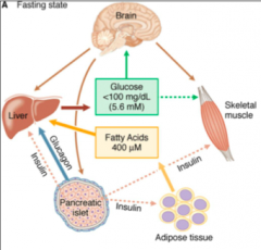 - Glucose preferentially goes to brain
- Pancreas releases glucagon on liver to stimulate glucose production
- Fatty acids from adipose tissue got o liver to make glucose