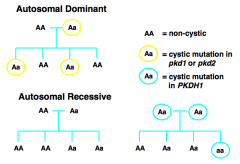 - Autosomal Dominant: cystic mutation in PKD1 (85% of cases, chromosome 16) or PKD2 (15% of cases, chromosome 4)

- Autosomal Recessive: cystic mutation in PKDH1
