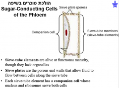 A living cell that conductssugars and other organic nutrients in thephloem of angiosperms; also called a sievetubemember. Connected end to end, theyform sieve tubes. no nuclei.