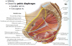marked by the
ischial tuberosities
pubic symphysis and arch, coccyx
Inferior
Closed by pelvic diaphragm (levator ani and coccygeus)