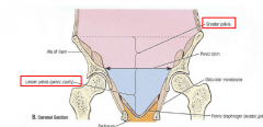 Funnel shaped space bound by bones of pelvis.
-Greater pelvis: b/w ala of ilium and pelvic inlet
-Lesser pelvs: b/w pelvic inlet and pelvic outlet
Continous with abdominal cavity
Conatins urinary bladder, terminal part of ureters, pelvic genital o...