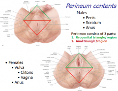 2 parts:
1. urogenital triangle/region
2. Anal triangle/region
Males: Penis, Scrotom, Anus
Females: Vulva (clitoris and Vagina), Anus