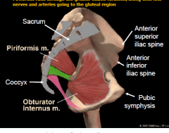 B/w ligaments, Piriformis runs throug this along with nerves and arteries going to the gluteal region.