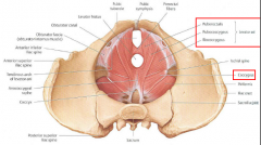 Levator Ani + Coccygeus
Forms floor of pelvic, supporting abdominiopelvic organs
Aids in urinary and fecal continance