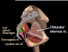 Formed from the thicken fascia of obturator internus muscle. 
Origin of levator ani  muscle.