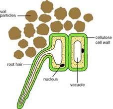 What is specialised about this cell and how does this help the function of the cell?