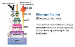 biomagnitfication