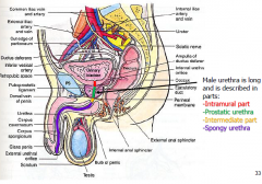 Intramural part
Prostatic urethra
Intermediate part
Spongy urethra