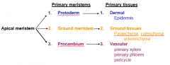 

The primary meristem in vascular plants that gives rise to primary vasculartissues (phloem and xylem). 