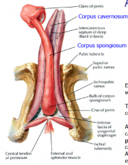 Erectile tissue-spongy tissue that fills with blood to become swollen. Spongy urethra runs thru this. At the base of the penis corpus spongiosum is called the bulb of the penis. @ tip of penis, it expands into glans of the penis.