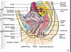 Female urethra is short. Vaginal canal lies b/w urethra and bladder (anteriorly) and anal canal and rectum (posteriorly)
Vaginal canal ends in an expanded fornix that surround the cervix of the uterus.