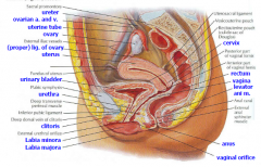The uterus is normally bend anteriorly (anteverted). Turning backward of the uterus is called retroverted uterus; usually seen in older women.