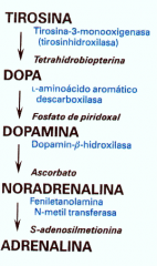 Paso limitante es tirosina hidroxilasa para hacer DOPA a partir de tirosina. 