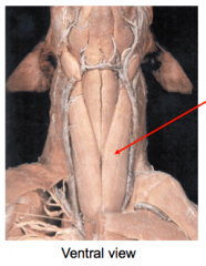 Entire muscle indicated