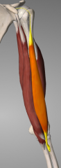 o: supraglenoid tubercle
i: radial tuberosity and forearm fascia via biciptal aponerurosis a: flexion and supination at elbown: musculocutaneous