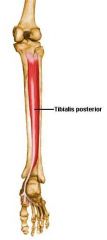 Origin: interosseus membrane, posterior surface of the tibia inferior to the soleal line & posterior surface of the fibula


 


Insertion: navicular tuberosity, plantar surface of the cuneiforms, plantar surface of the cuboid and bases of 2n...