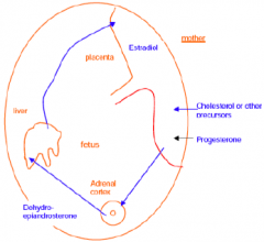 An "incomplete" endocrine gland (Feto-placento-maternal unit).
Progesterone -> appetite, diverts glucose into fat synthesis
Estrogens -> growth and development of breast, uterine muscles
-> changes in carbohydrate metabolism, protein synthesis, th...