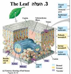 a)The spongy mesophyll in the lower
part of the leaf; the loose arrangement allows for gas exchange.