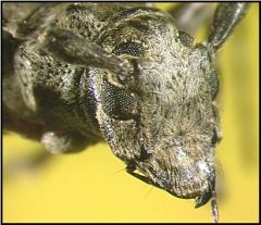 Order: Coleoptera


Family: Cerambicidae


Common name: long-horned beetle


 


Key traits: very long antennae, compound eyes wrap around base of antennae