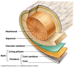 consists of all tissues exterior to
the vascular cambium.