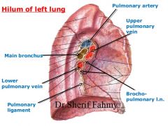 On mediastinal surface; site for entry/exit of blood vessels, bronchi, lymphatic vessels, and nerves