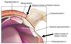 The rotator interval is the area between the anterior edge of the supraspinatus tendon superiorly, and the superior edge of the subscapularis tendon inferiorly. The medial border is comprised of the coracoid process and the lateral border is forme...