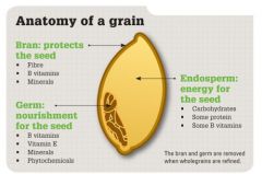 If you look at a piece of grain, the germ (little white pre- plant inside) and the bran (seed coat) of the seed