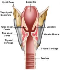 
 Above both sides of the glottis are the two vestibular folds or false vocal folds which have a small sac between them.  