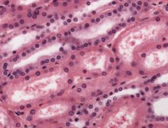 What type of cells are these?