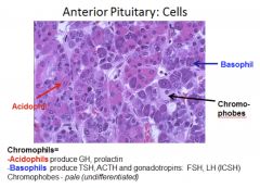 5.	Anterior Pituitary