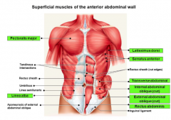 Pubic tubercle - 9th rib 
> separating rectus abdominis muscles 
