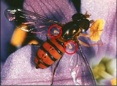 Common name: True flies


 


Key traits: only one pair of membranous wings present, hind wings modified as halterers